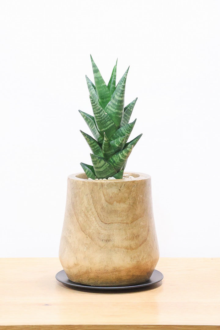【サンスベリア タイハイブリッド】あまり出回らない希少種！しかも今回は人気の木製POT！生産さんイチオシのカッコイイ品種なんですよ！