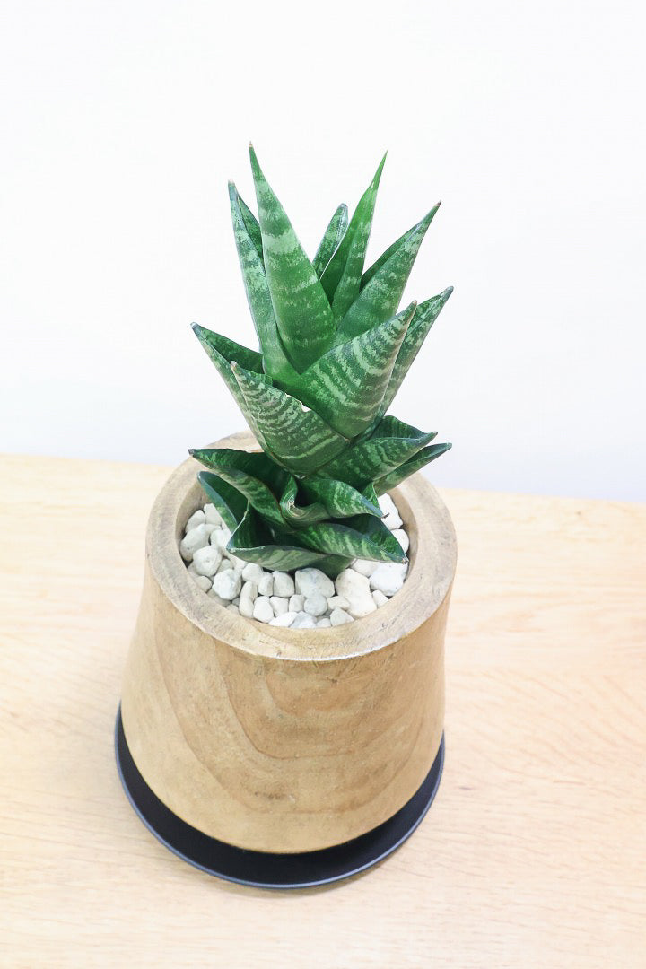 【サンスベリア タイハイブリッド】あまり出回らない希少種！しかも今回は人気の木製POT！生産さんイチオシのカッコイイ品種なんですよ！