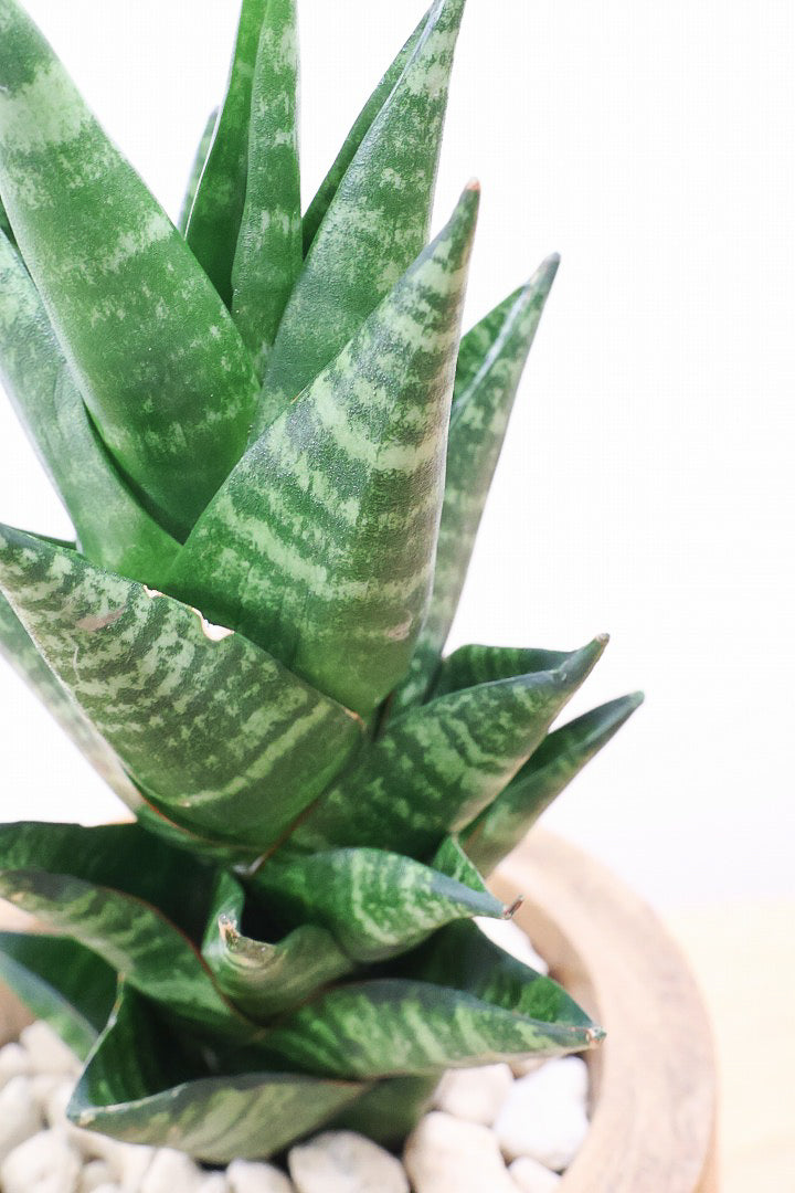 【サンスベリア タイハイブリッド】あまり出回らない希少種！しかも今回は人気の木製POT！生産さんイチオシのカッコイイ品種なんですよ！