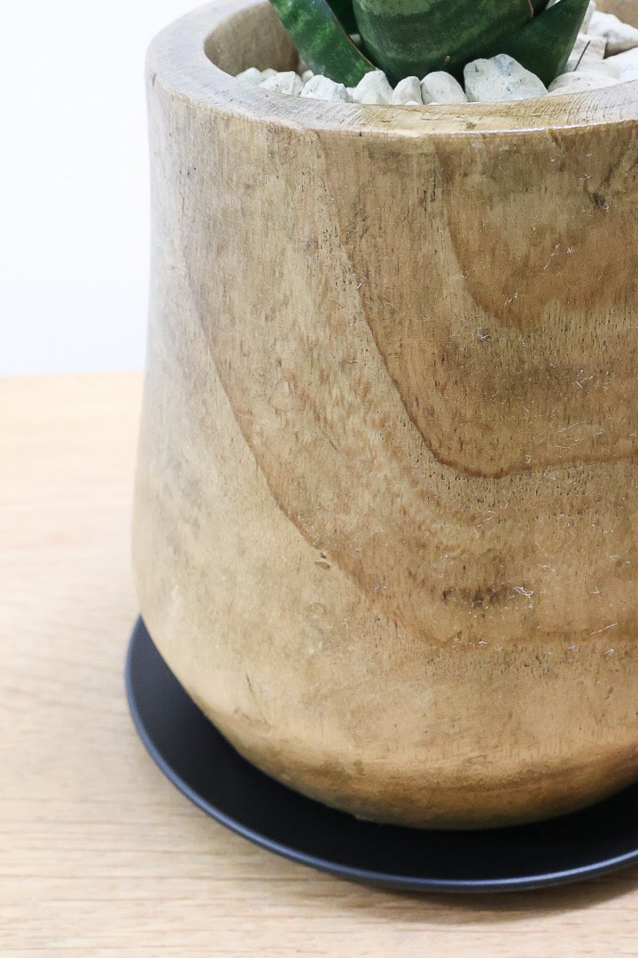 【サンスベリア タイハイブリッド】あまり出回らない希少種！しかも今回は人気の木製POT！生産さんイチオシのカッコイイ品種なんですよ！