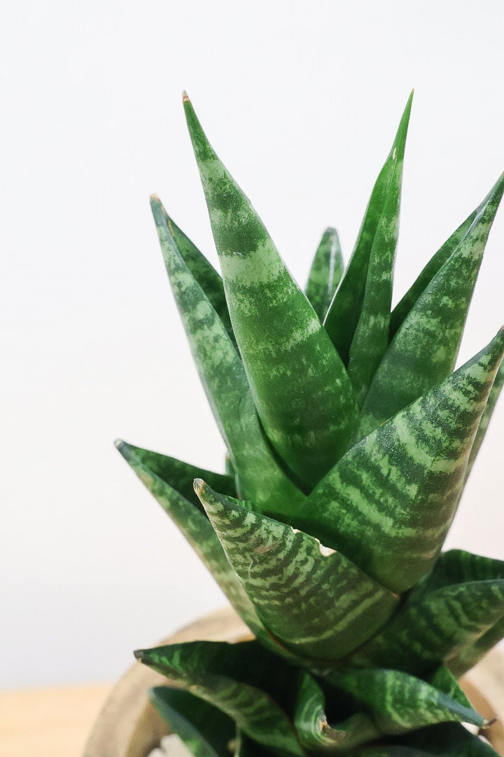 【サンスベリア タイハイブリッド】あまり出回らない希少種！しかも今回は人気の木製POT！生産さんイチオシのカッコイイ品種なんですよ！