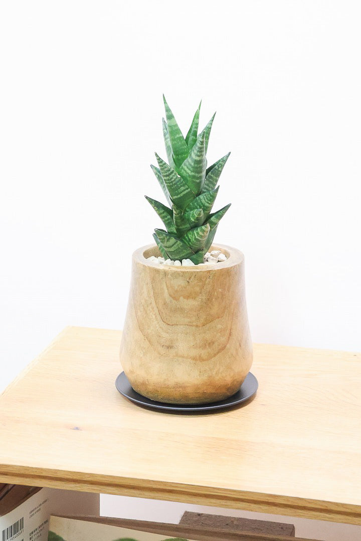 【サンスベリア タイハイブリッド】あまり出回らない希少種！しかも今回は人気の木製POT！生産さんイチオシのカッコイイ品種なんですよ！