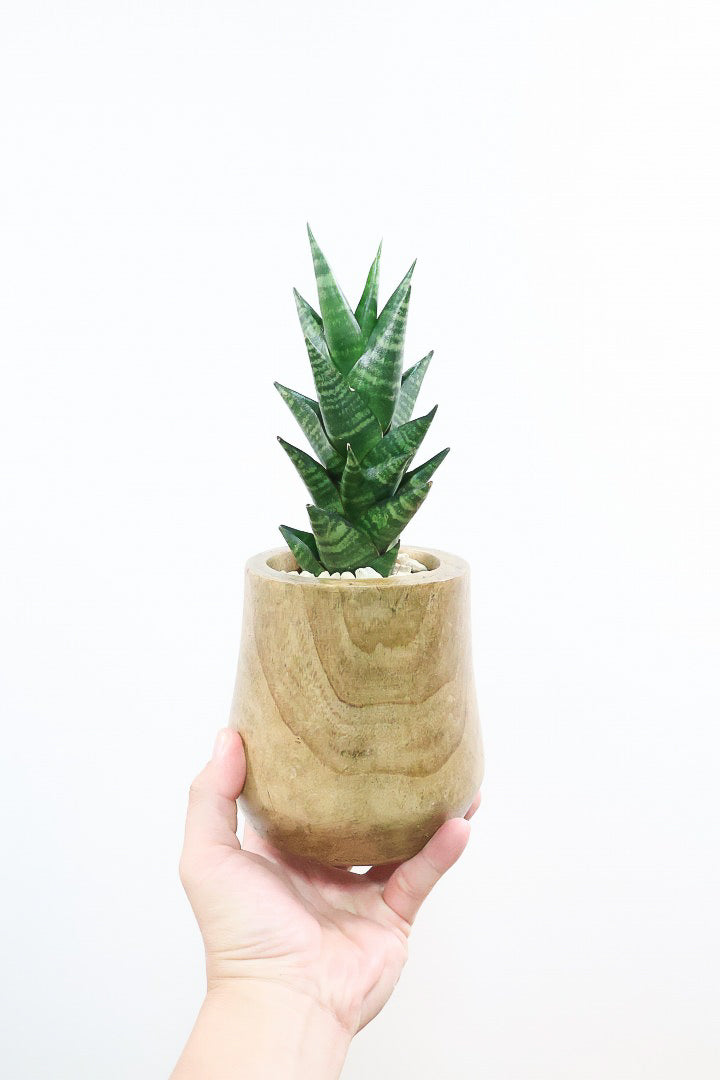 【サンスベリア タイハイブリッド】あまり出回らない希少種！しかも今回は人気の木製POT！生産さんイチオシのカッコイイ品種なんですよ！