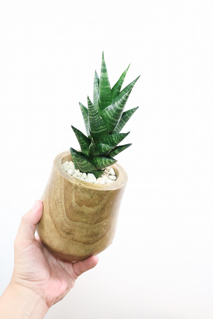 【サンスベリア タイハイブリッド】あまり出回らない希少種！しかも今回は人気の木製POT！生産さんイチオシのカッコイイ品種なんですよ！