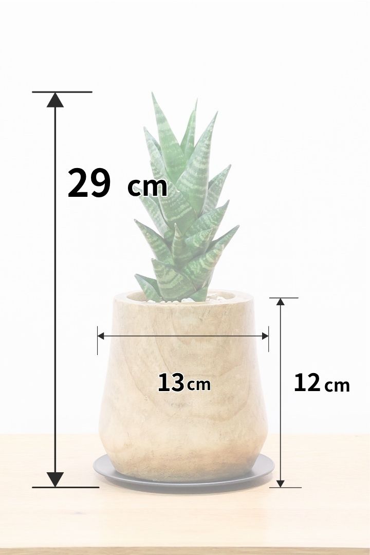 【サンスベリア タイハイブリッド】あまり出回らない希少種！しかも今回は人気の木製POT！生産さんイチオシのカッコイイ品種なんですよ！