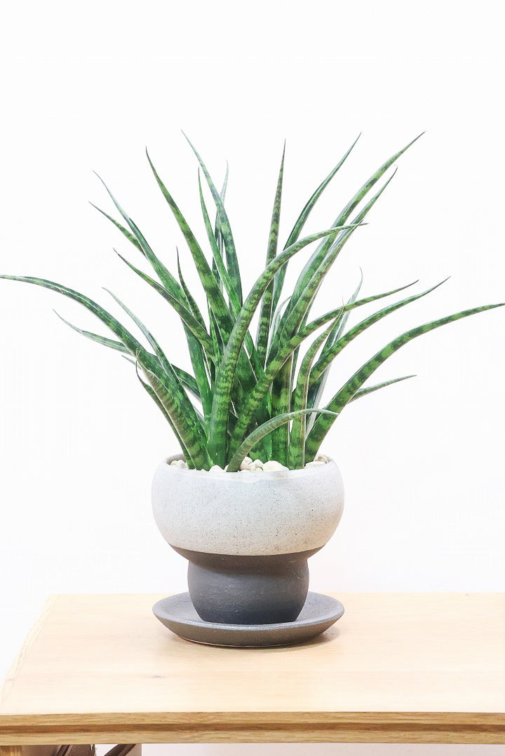 【サンスベリア ファンウッド】シックな色目のこだわりの信楽焼POT。植物の葉色とよく合ってるので素敵です！