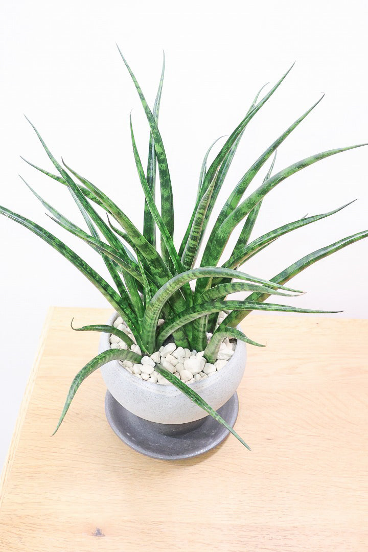 【サンスベリア ファンウッド】シックな色目のこだわりの信楽焼POT。植物の葉色とよく合ってるので素敵です！