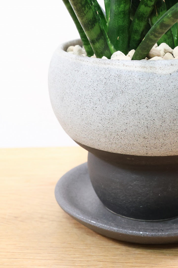 【サンスベリア ファンウッド】シックな色目のこだわりの信楽焼POT。植物の葉色とよく合ってるので素敵です！