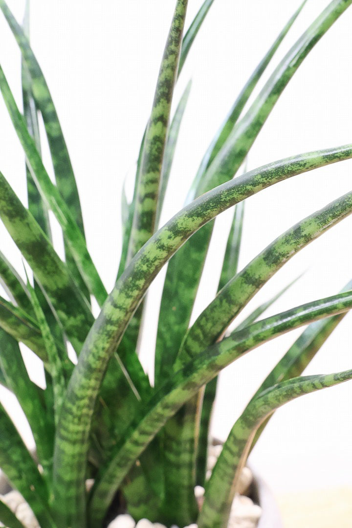 【サンスベリア ファンウッド】シックな色目のこだわりの信楽焼POT。植物の葉色とよく合ってるので素敵です！