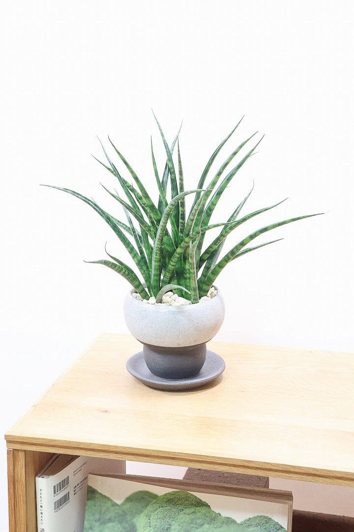 【サンスベリア ファンウッド】シックな色目のこだわりの信楽焼POT。植物の葉色とよく合ってるので素敵です！