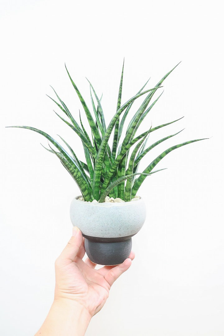 【サンスベリア ファンウッド】シックな色目のこだわりの信楽焼POT。植物の葉色とよく合ってるので素敵です！