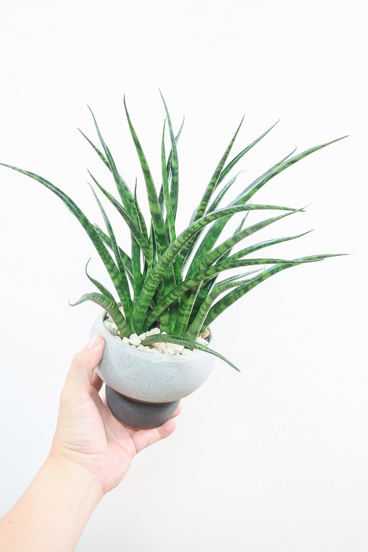 【サンスベリア ファンウッド】シックな色目のこだわりの信楽焼POT。植物の葉色とよく合ってるので素敵です！