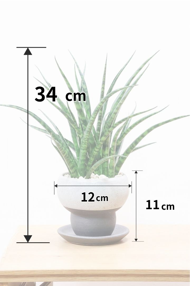 【サンスベリア ファンウッド】シックな色目のこだわりの信楽焼POT。植物の葉色とよく合ってるので素敵です！
