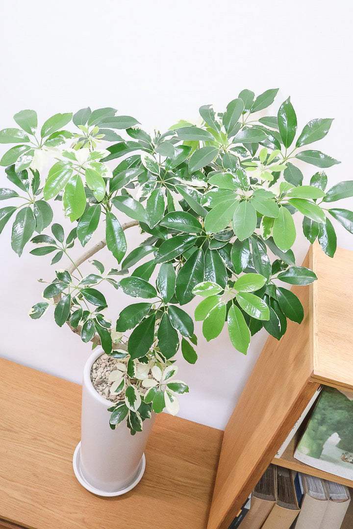 【シェフレラ ミルキー】スタイリッシュなロングPOT！樹形のかっこ良さととても合う感じです！