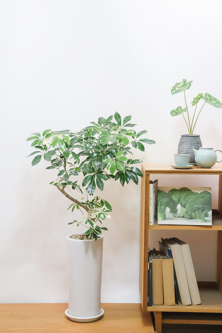 【シェフレラ ミルキー】スタイリッシュなロングPOT！樹形のかっこ良さととても合う感じです！