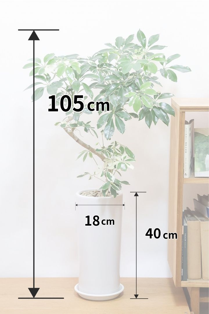 シェフレラ ミルキーW62317| 観葉植物の通信販売 | APEGO(アペーゴ)