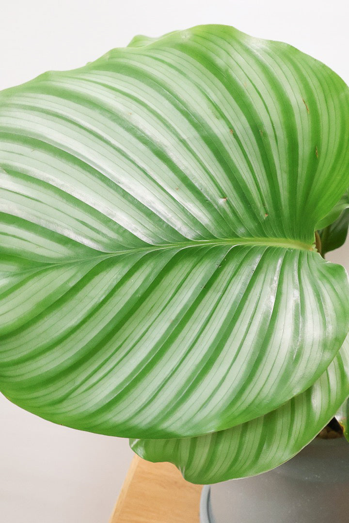【カラテア オービフォリア】今回はとても葉が大きくて立派な個体！これはお値段以上のお値打ち品ですよ！