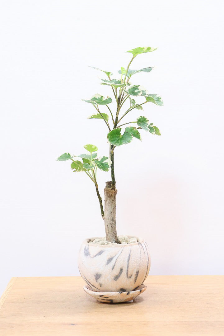 【ポリシャス マルギナータ】個性的なデザインのPOT！ホワイト＆グリーンの葉っぱがかわいい観葉植物です