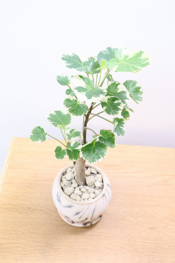 【ポリシャス マルギナータ】個性的なデザインのPOT！ホワイト＆グリーンの葉っぱがかわいい観葉植物です