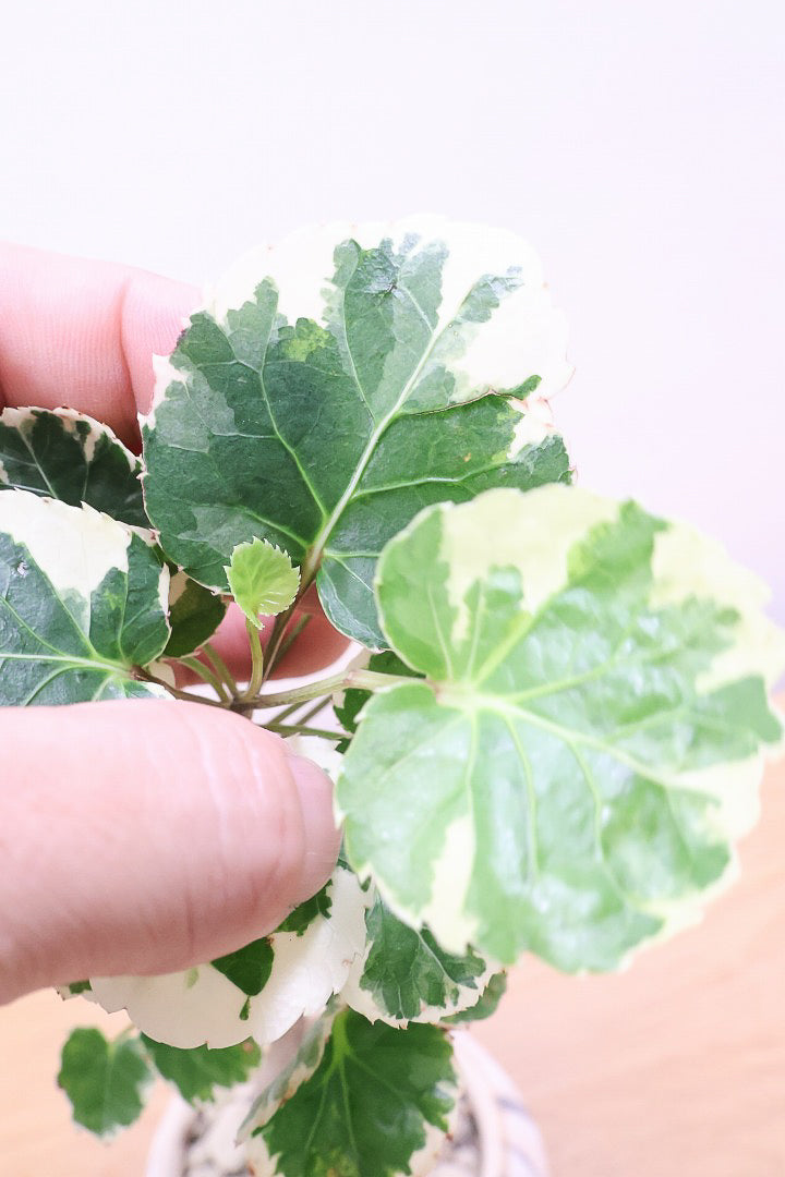 【ポリシャス マルギナータ】個性的なデザインのPOT！ホワイト＆グリーンの葉っぱがかわいい観葉植物です