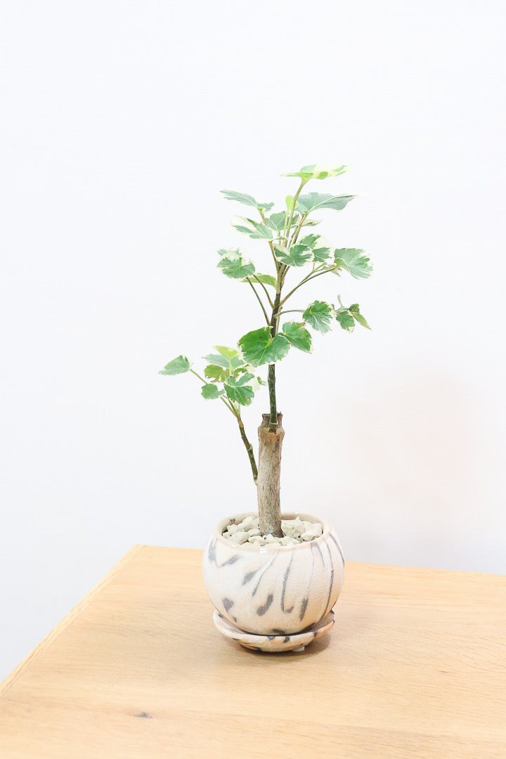 【ポリシャス マルギナータ】個性的なデザインのPOT！ホワイト＆グリーンの葉っぱがかわいい観葉植物です