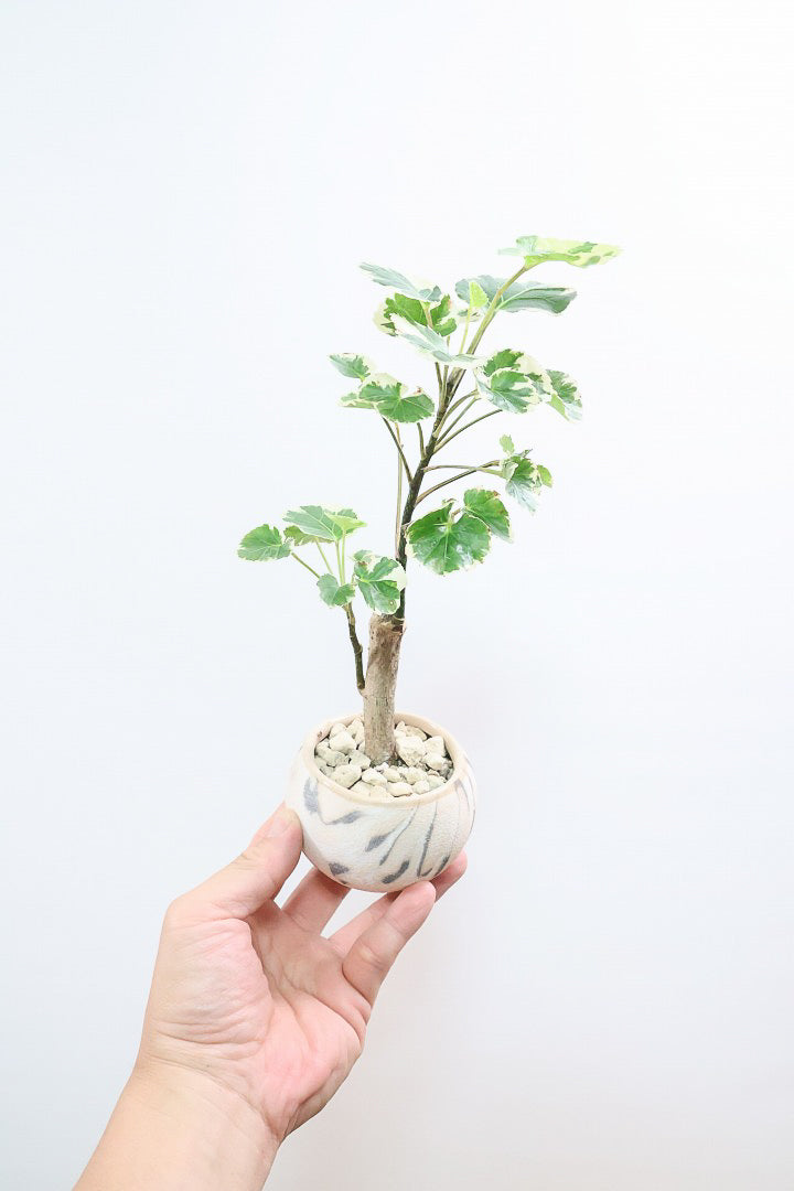 【ポリシャス マルギナータ】個性的なデザインのPOT！ホワイト＆グリーンの葉っぱがかわいい観葉植物です