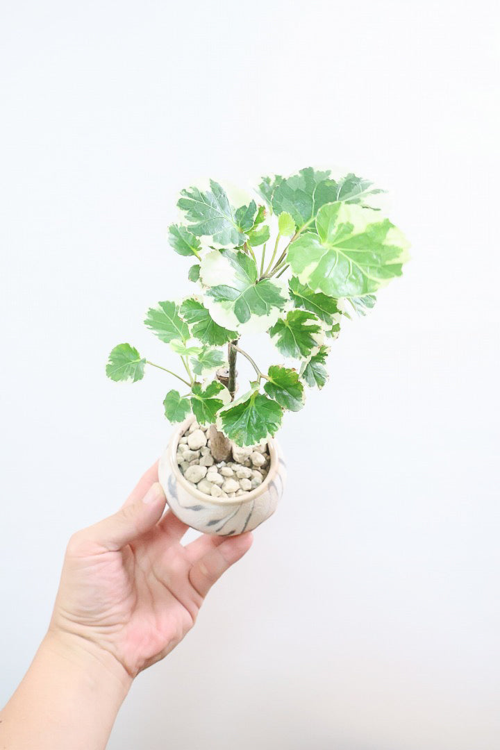 【ポリシャス マルギナータ】個性的なデザインのPOT！ホワイト＆グリーンの葉っぱがかわいい観葉植物です