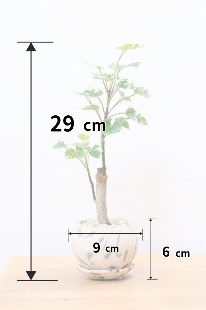 【ポリシャス マルギナータ】個性的なデザインのPOT！ホワイト＆グリーンの葉っぱがかわいい観葉植物です