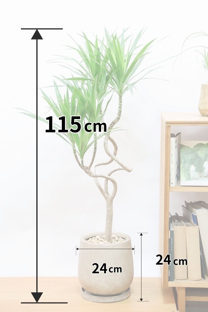 【ナビ】沖縄でじっくりと育てられたボリュームがあるスタイリッシュな樹形！他にはない樹形です！
