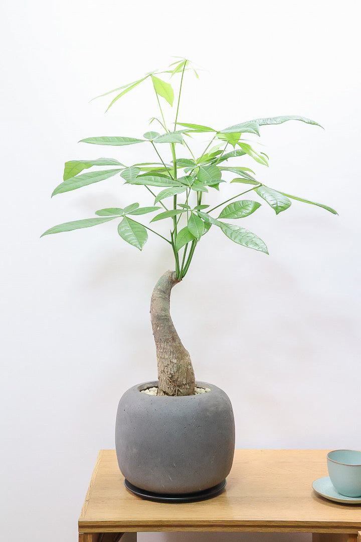 送料無料】パキラ| 観葉植物の通信販売 | APEGO(アペーゴ)