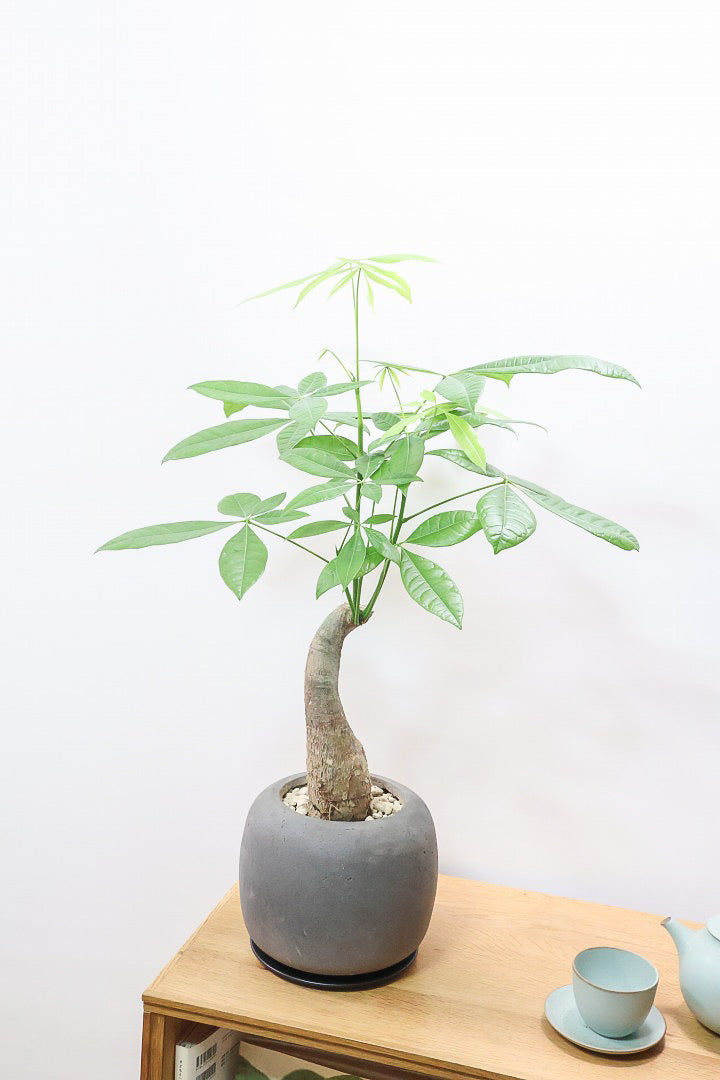 【パキラ】かわいくカーブした幹！丸くてかわいいフォルムのPOTがとってもいい感じなんですよ！
