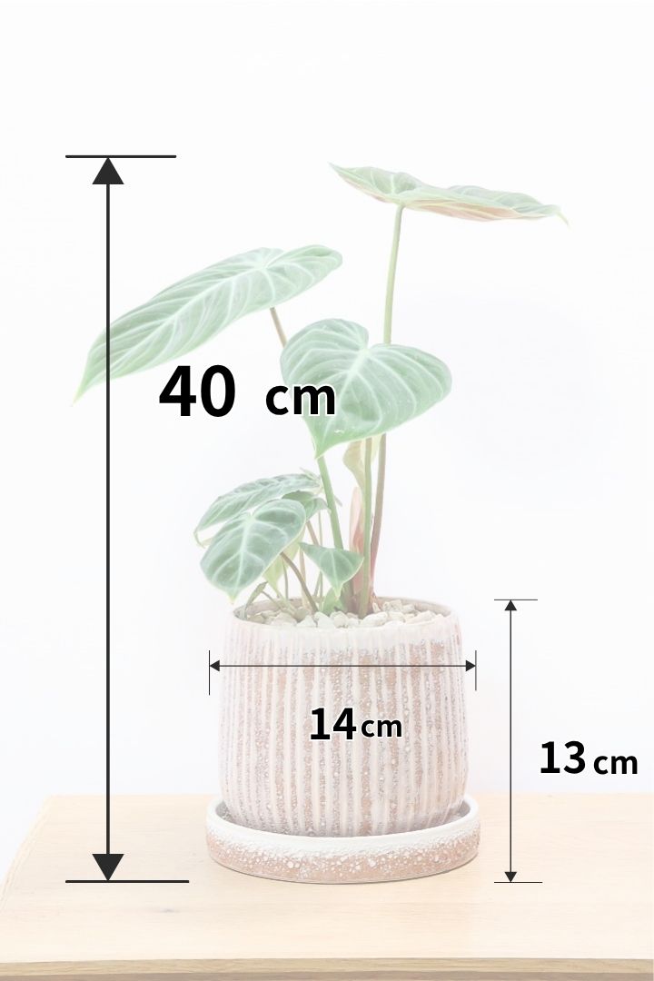 【フィロデンドロン エルチョコレッド】新葉のブロンズの葉とダークグリーンの美しい葉がとても素敵。表面の質感がベルベット調の美しい品種です