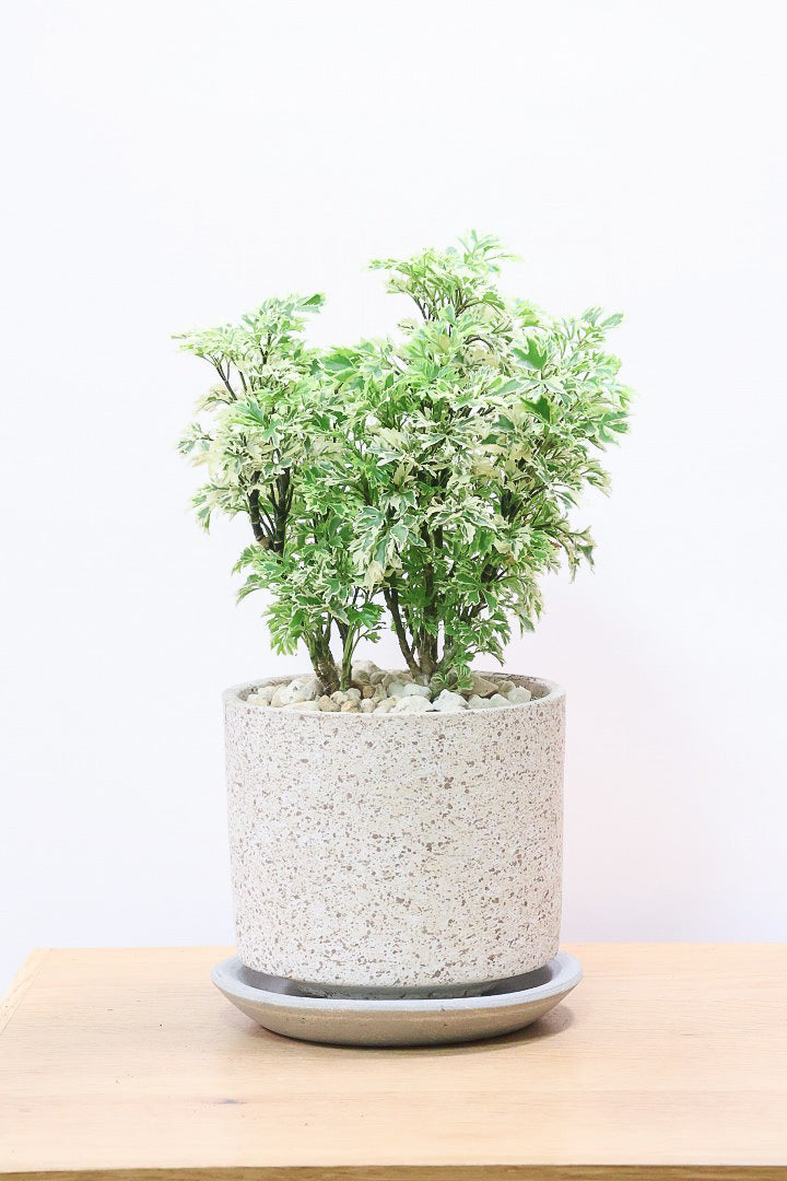 【ポリシャス スノープリンセス】POTとのバランスが良い！葉の模様がとても美しくて人気の観葉植物です！