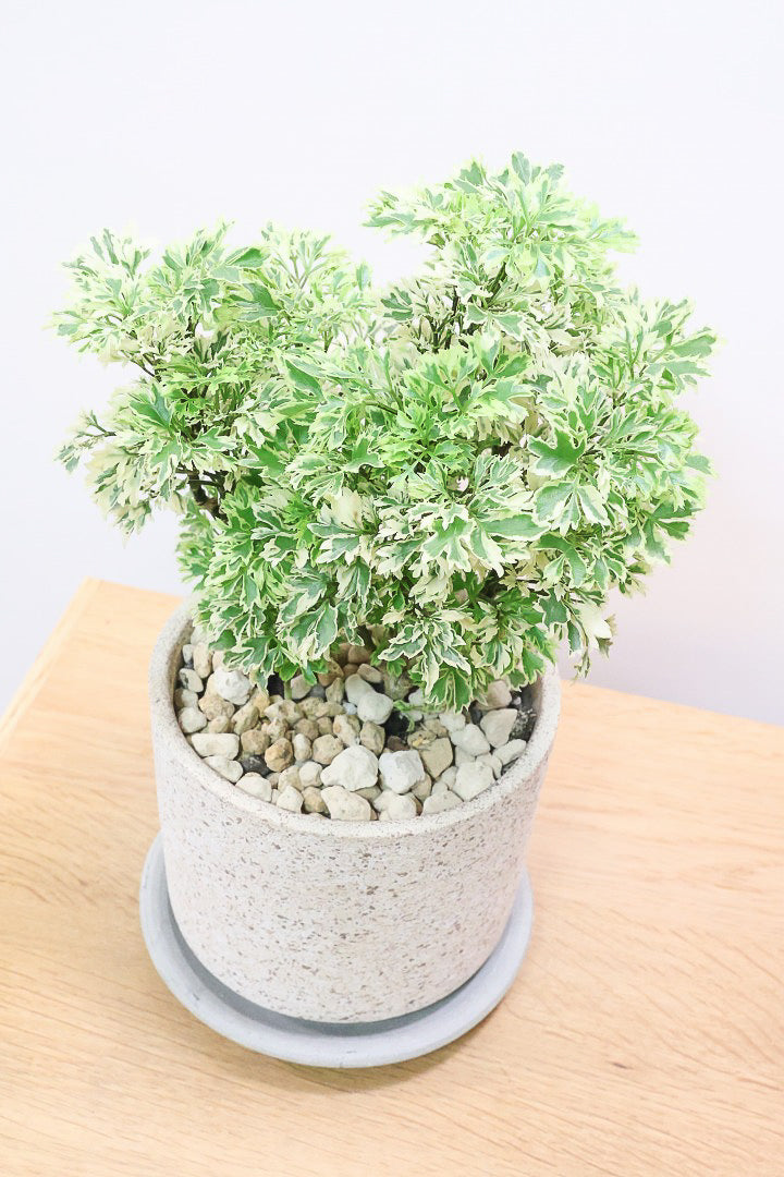 【ポリシャス スノープリンセス】POTとのバランスが良い！葉の模様がとても美しくて人気の観葉植物です！