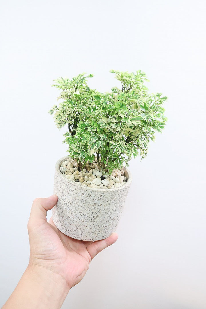 【ポリシャス スノープリンセス】POTとのバランスが良い！葉の模様がとても美しくて人気の観葉植物です！