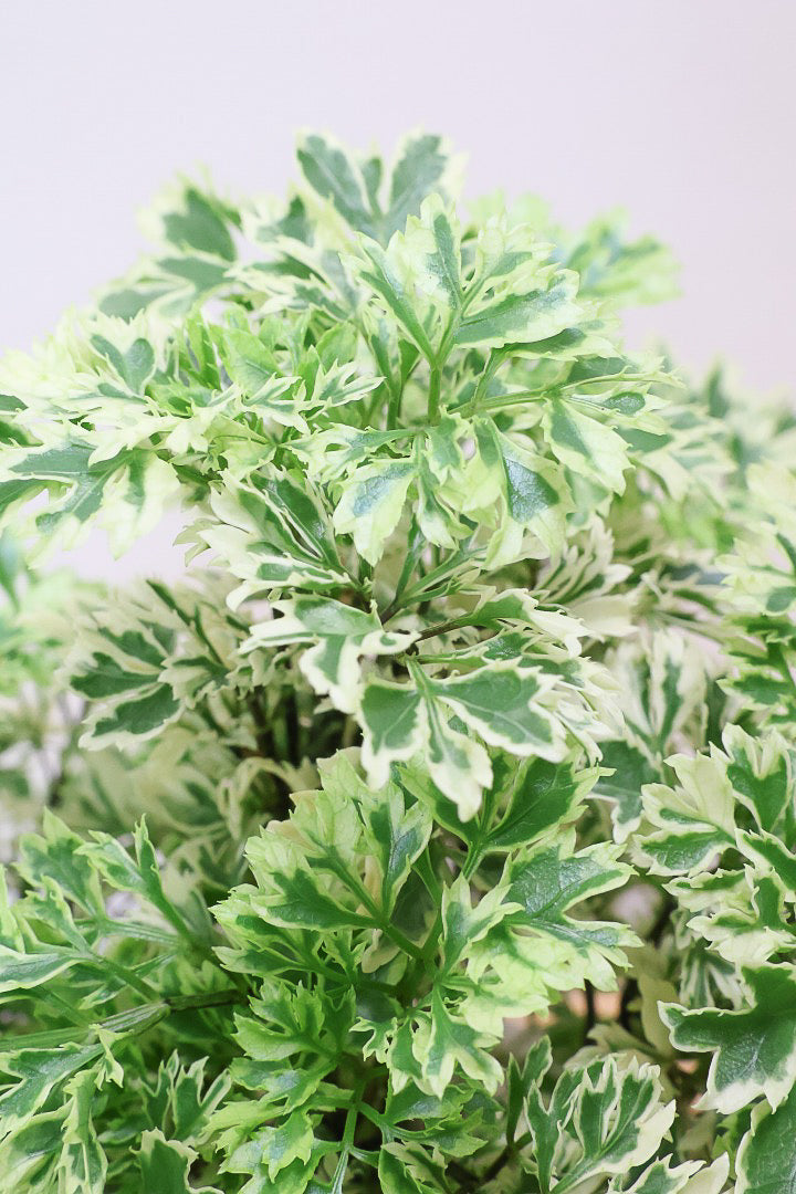【ポリシャス スノープリンセス】POTとのバランスが良い！葉の模様がとても美しくて人気の観葉植物です！