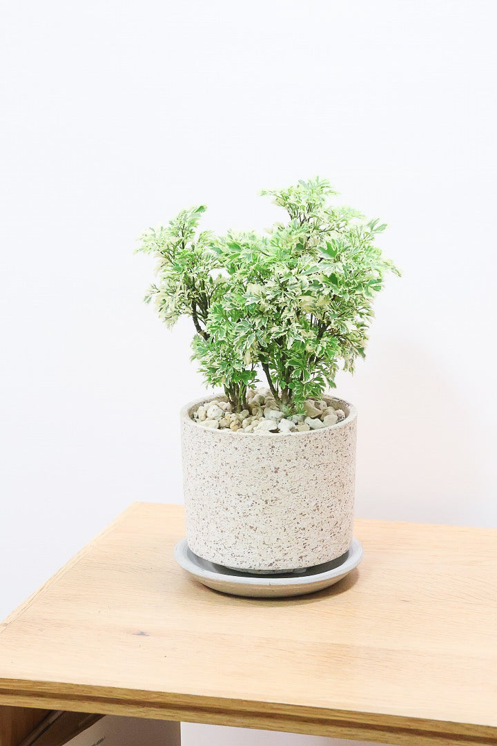 【ポリシャス スノープリンセス】POTとのバランスが良い！葉の模様がとても美しくて人気の観葉植物です！
