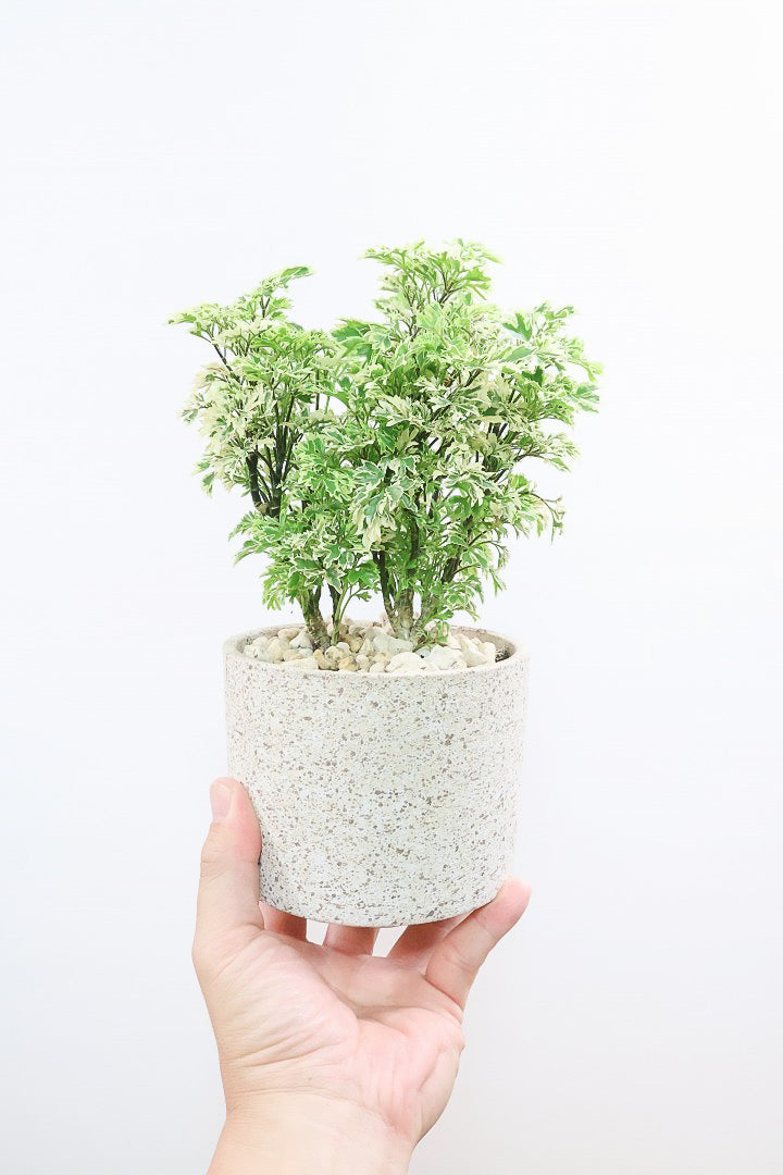 【ポリシャス スノープリンセス】POTとのバランスが良い！葉の模様がとても美しくて人気の観葉植物です！