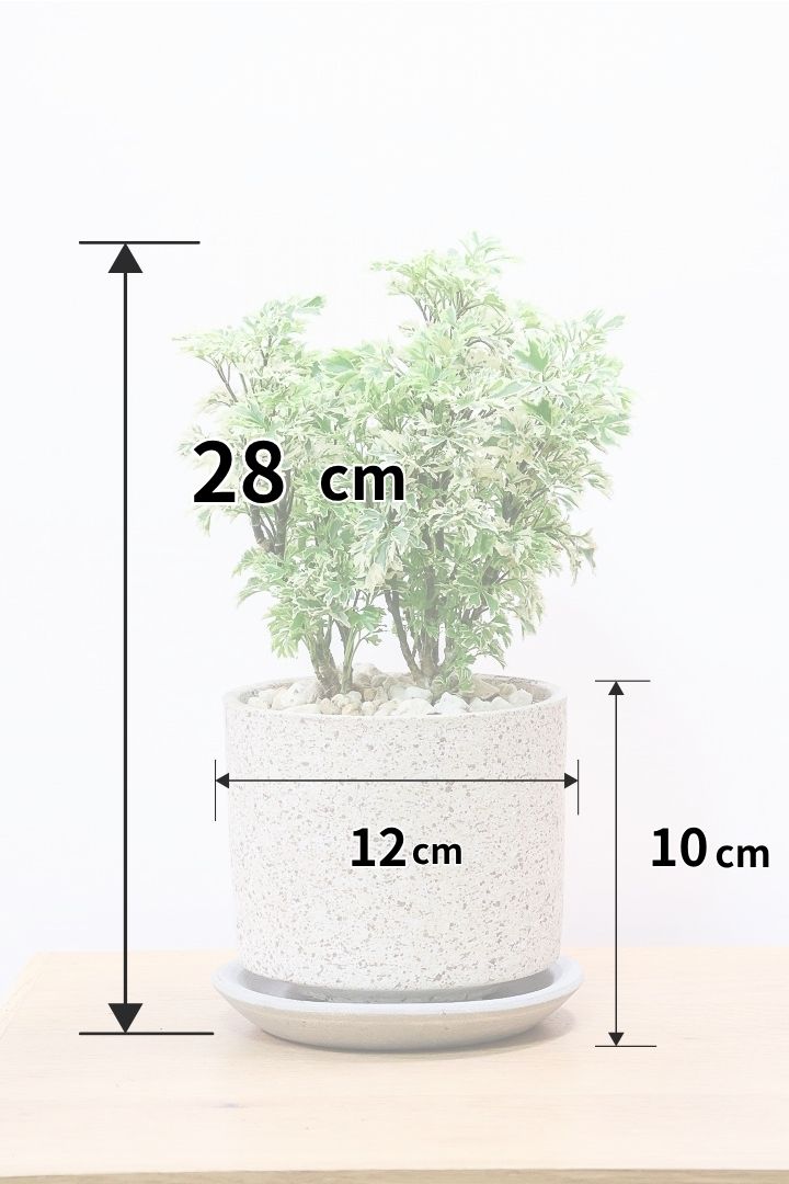 【ポリシャス スノープリンセス】POTとのバランスが良い！葉の模様がとても美しくて人気の観葉植物です！