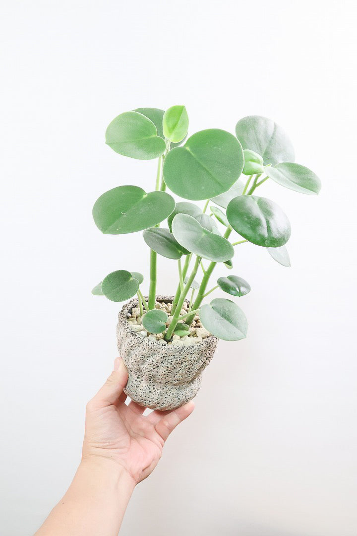 【ペペロミア  ホバリア】POTとの組み合わせがイイ感じなんです！ペペロミアの中でもまん丸のかわいい葉。かわいいです！