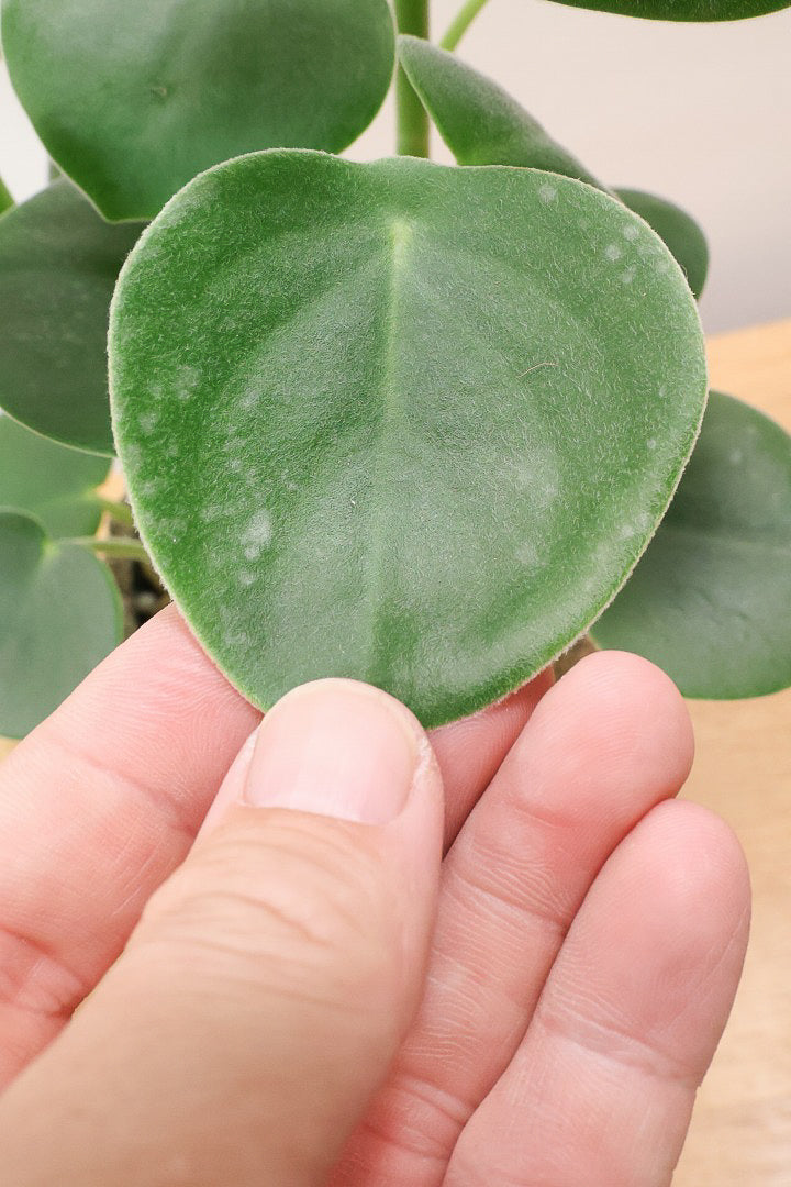 【ペペロミア  ホバリア】POTとの組み合わせがイイ感じなんです！ペペロミアの中でもまん丸のかわいい葉。かわいいです！