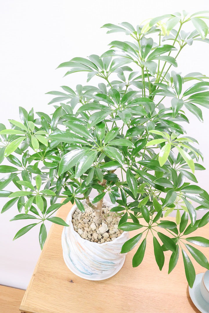 【シェフレラ コンパクタ】このPOTとの組み合わせが人気なんです！とても趣があってスタイリッシュな樹形！