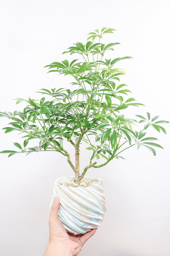 【シェフレラ コンパクタ】このPOTとの組み合わせが人気なんです！とても趣があってスタイリッシュな樹形！
