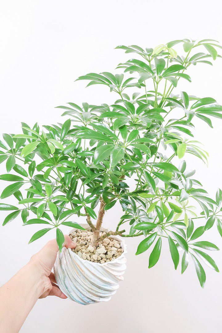 【シェフレラ コンパクタ】このPOTとの組み合わせが人気なんです！とても趣があってスタイリッシュな樹形！