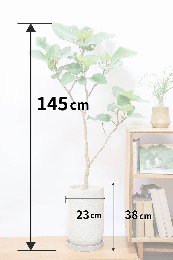 【フィカス エベレスト】最高の状態に仕上げました！この樹形はすごくカッコいいと思います！