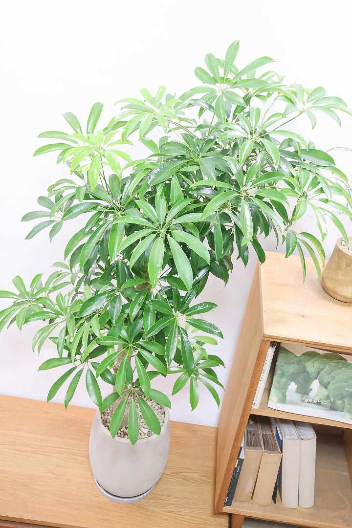 【シェフレラ コンパクタ】温暖な八丈島でじっくりと長い期間をかけて作りこまれました！他にはない幹の太さです！