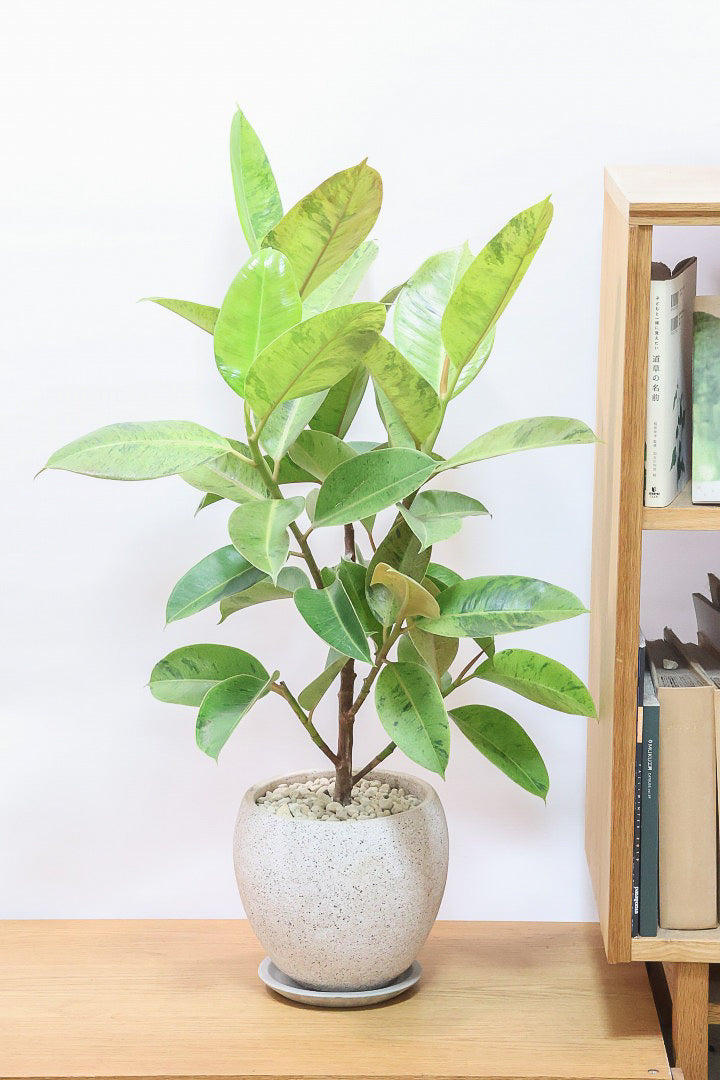 【フィカス ジン】このサイズはこれがラストの入荷！生産者さんがしっかりとした幹に仕上げてくれました！POTとのバランスもとてもイイ感じだと思います！