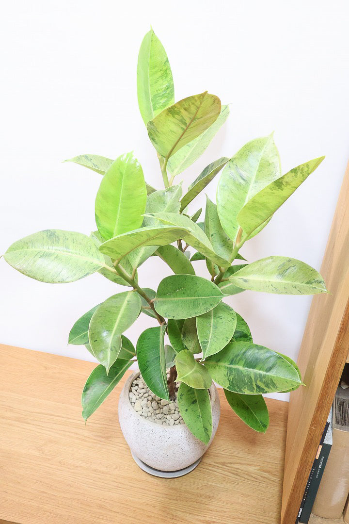 【フィカス ジン】このサイズはこれがラストの入荷！生産者さんがしっかりとした幹に仕上げてくれました！POTとのバランスもとてもイイ感じだと思います！