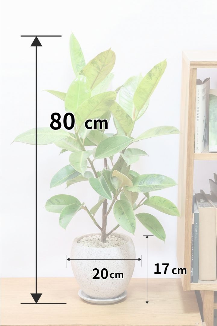 【フィカス ジン】このサイズはこれがラストの入荷！生産者さんがしっかりとした幹に仕上げてくれました！POTとのバランスもとてもイイ感じだと思います！