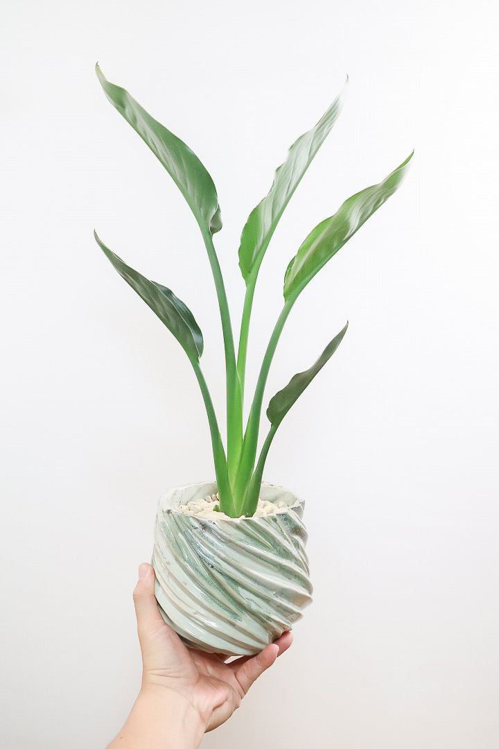 【ストレチア レギネきれいなシンメトリー樹形！ここまできれいに整ったストレチアは希少です！